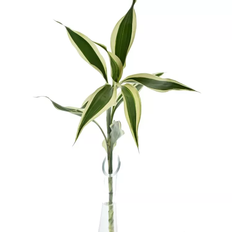Dracaena Sanderiana White (Glücksbambus) - 70 cm