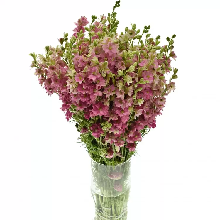 Larkspur - Pink - Delphinium