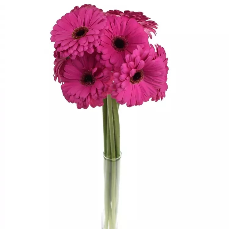 Gerbera GR TYCOON 10cm